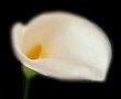 Calla